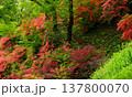 東秩父村　二本木峠　つつじ咲く季節　（ 埼玉県 ） 137800070