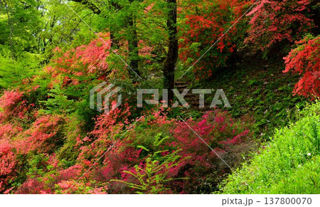 東秩父村 二本木峠 つつじ咲く季節 ( 埼玉県 ) 東秩父村 二本木峠 つつじ咲く季節 ( 埼玉県 ) 137800070