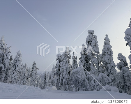 フィンランド・ロヴァニエミの雪に覆われた森と冬の風景 137800075
