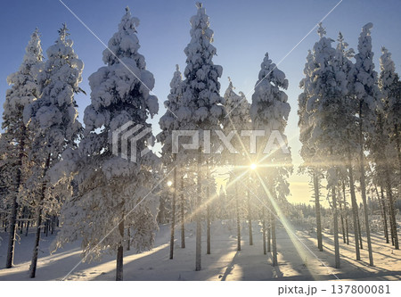 フィンランド・ロヴァニエミの雪の森と差し込む太陽光の冬風景 137800081