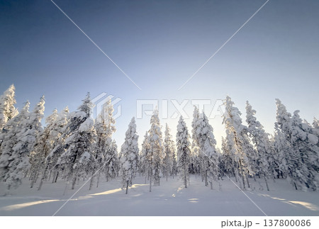 フィンランド・ロヴァニエミの雪の森と差し込む太陽光の冬風景 フィンランド・ロヴァニエミの雪の森と差し込む太陽光の冬風景 137800086