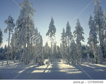 フィンランド・ロヴァニエミの雪の森と差し込む太陽光の冬風景 フィンランド・ロヴァニエミの雪の森と差し込む太陽光の冬風景 137800088