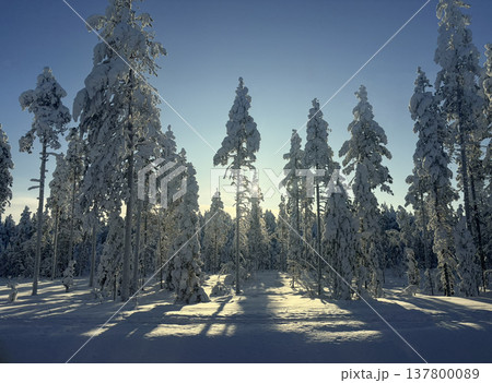 フィンランド・ロヴァニエミの雪の森と差し込む太陽光の冬風景 137800089