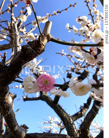 並んで嬉しい源平咲きの梅 137800150