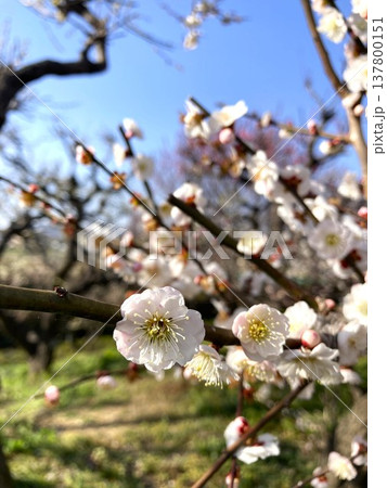 思わず引きつけられる梅の花 思わず引きつけられる梅の花 137800151