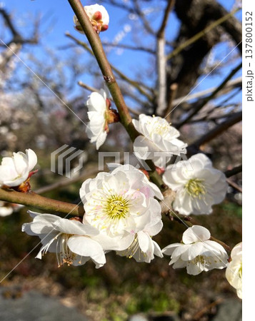 思わず引きつけられる梅の花 137800152