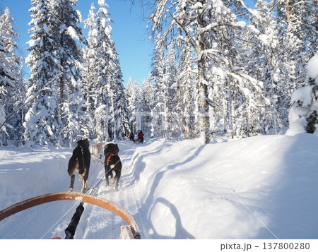 フィンランド・ロヴァニエミの犬ぞり体験と雪の森の冬風景 137800280