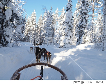 フィンランド・ロヴァニエミの犬ぞり体験と雪の森の冬風景 137800281