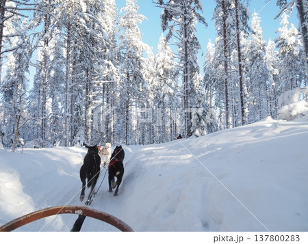 フィンランド・ロヴァニエミの犬ぞり体験と雪の森の冬風景 137800283