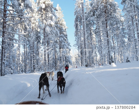 フィンランド・ロヴァニエミの犬ぞり体験と雪の森の冬風景 フィンランド・ロヴァニエミの犬ぞり体験と雪の森の冬風景 137800284
