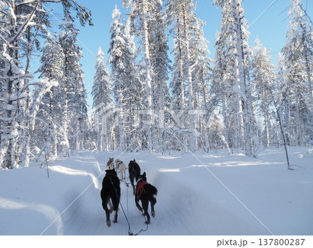 フィンランド・ロヴァニエミの犬ぞり体験と雪の森の冬風景 フィンランド・ロヴァニエミの犬ぞり体験と雪の森の冬風景 137800287