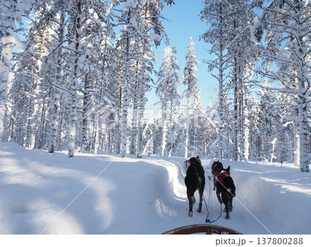 フィンランド・ロヴァニエミの犬ぞり体験と雪の森の冬風景 137800288
