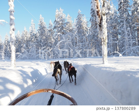 フィンランド・ロヴァニエミの犬ぞり体験と雪の森の冬風景 フィンランド・ロヴァニエミの犬ぞり体験と雪の森の冬風景 137800289