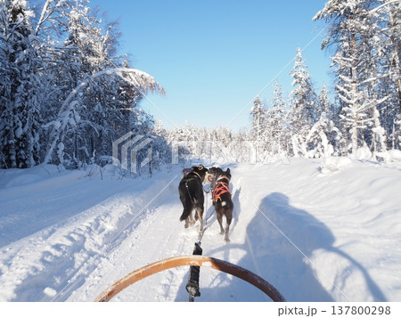 フィンランド・ロヴァニエミの犬ぞり体験と雪の森の冬風景 フィンランド・ロヴァニエミの犬ぞり体験と雪の森の冬風景 137800298