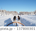 フィンランド・ロヴァニエミの犬ぞり体験と雪の森の冬風景 137800301