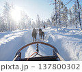 フィンランド・ロヴァニエミの犬ぞり体験と雪の森の冬風景 137800302