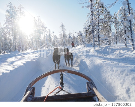 フィンランド・ロヴァニエミの犬ぞり体験と雪の森の冬風景 フィンランド・ロヴァニエミの犬ぞり体験と雪の森の冬風景 137800302