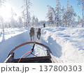 フィンランド・ロヴァニエミの犬ぞり体験と雪の森の冬風景 137800303