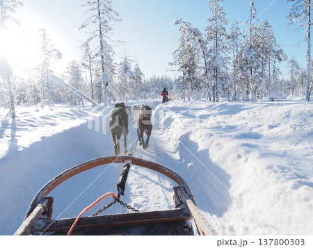フィンランド・ロヴァニエミの犬ぞり体験と雪の森の冬風景 フィンランド・ロヴァニエミの犬ぞり体験と雪の森の冬風景 137800303