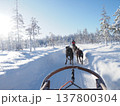 フィンランド・ロヴァニエミの犬ぞり体験と雪の森の冬風景 137800304