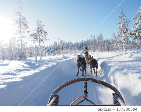 フィンランド・ロヴァニエミの犬ぞり体験と雪の森の冬風景 フィンランド・ロヴァニエミの犬ぞり体験と雪の森の冬風景 137800304