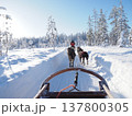 フィンランド・ロヴァニエミの犬ぞり体験と雪の森の冬風景 137800305