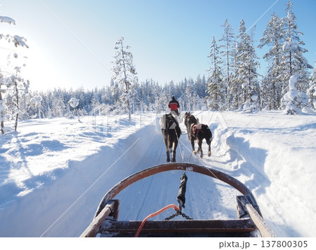 フィンランド・ロヴァニエミの犬ぞり体験と雪の森の冬風景 137800305