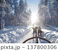 フィンランド・ロヴァニエミの犬ぞり体験と雪の森の冬風景 137800306
