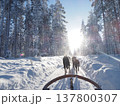 フィンランド・ロヴァニエミの犬ぞり体験と雪の森の冬風景 137800307