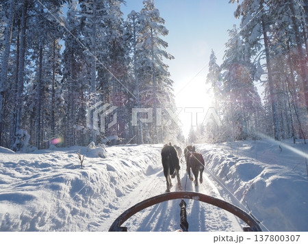 フィンランド・ロヴァニエミの犬ぞり体験と雪の森の冬風景 フィンランド・ロヴァニエミの犬ぞり体験と雪の森の冬風景 137800307