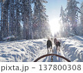フィンランド・ロヴァニエミの犬ぞり体験と雪の森の冬風景 137800308