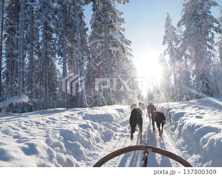 フィンランド・ロヴァニエミの犬ぞり体験と雪の森の冬風景 137800309