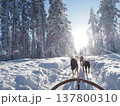 フィンランド・ロヴァニエミの犬ぞり体験と雪の森の冬風景 137800310