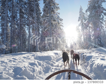 フィンランド・ロヴァニエミの犬ぞり体験と雪の森の冬風景 フィンランド・ロヴァニエミの犬ぞり体験と雪の森の冬風景 137800310