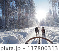 フィンランド・ロヴァニエミの犬ぞり体験と雪の森の冬風景 137800313