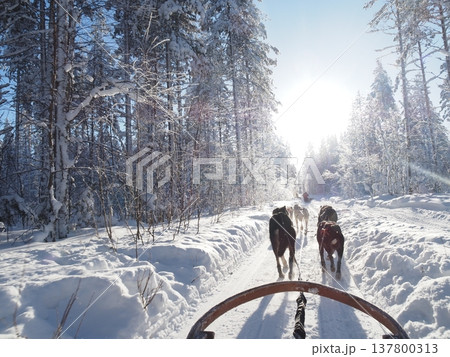 フィンランド・ロヴァニエミの犬ぞり体験と雪の森の冬風景 フィンランド・ロヴァニエミの犬ぞり体験と雪の森の冬風景 137800313