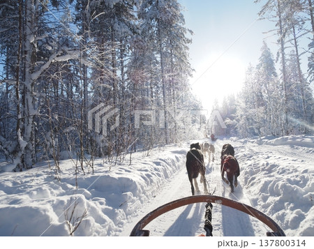 フィンランド・ロヴァニエミの犬ぞり体験と雪の森の冬風景 フィンランド・ロヴァニエミの犬ぞり体験と雪の森の冬風景 137800314