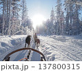 フィンランド・ロヴァニエミの犬ぞり体験と雪の森の冬風景 137800315