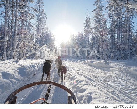 フィンランド・ロヴァニエミの犬ぞり体験と雪の森の冬風景 フィンランド・ロヴァニエミの犬ぞり体験と雪の森の冬風景 137800315