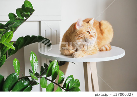 Ginger feline relaxing on white round table near green zz plant indoors 137800327