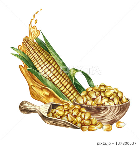Corn oil. Hand-drawn watercolor illustration. Corn kernels in a wooden bowl, a splash of oil, and a corn cob. For labels and packaging, menus, banners, posters, and more. 137800337