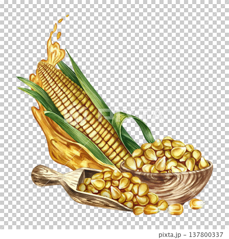 Corn oil. Hand-drawn watercolor illustration. Corn kernels in a wooden bowl, a splash of oil, and a corn cob. For labels and packaging, menus, banners, posters, and more. 137800337