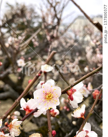 春の訪れを感じる梅の花 春の訪れを感じる梅の花 137800377