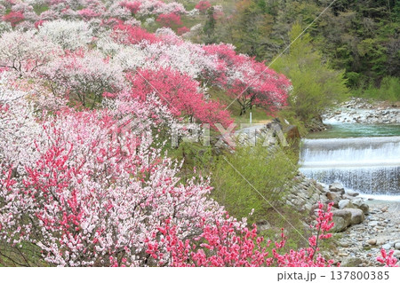 花桃の里 花桃の里 137800385