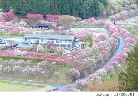 花桃の里 花桃の里 137800391