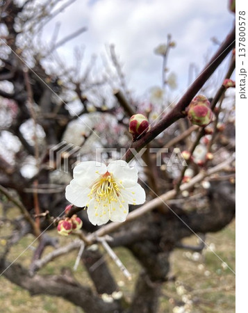 一輪でも主張する梅の花 一輪でも主張する梅の花 137800578