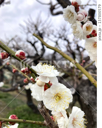 曇天でも目立つ梅の花 137800579