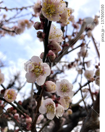 春の訪れを感じる梅の花 137800580