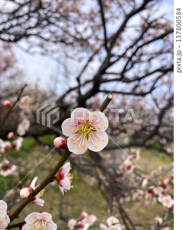 何とも可愛らしい梅の花 137800584