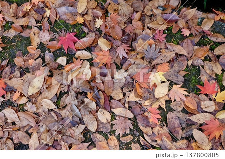 枯れ紅葉の絨毯 137800805